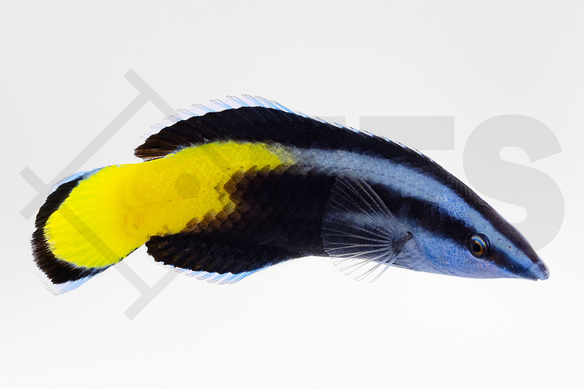 Labroides Fish Labroides bicolor - Zweifarben Putzerlippfisch