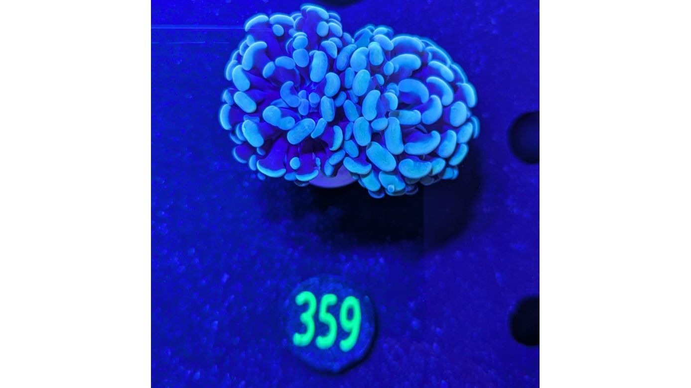 Euphyllia paraancora 2 Kopf "Golden Nugget" - Deutsche Nachzucht 0359