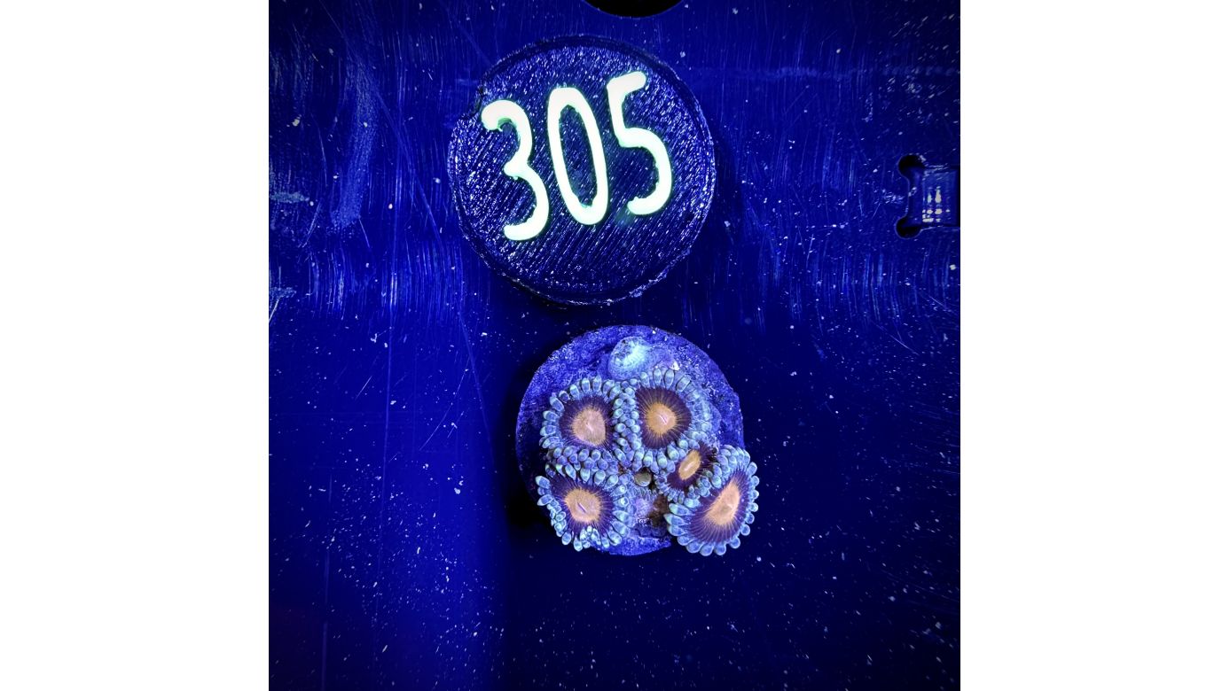 Zoanthus sp. - Krustenanemone Mary Jane PlanktonPlus Nachzucht 0305