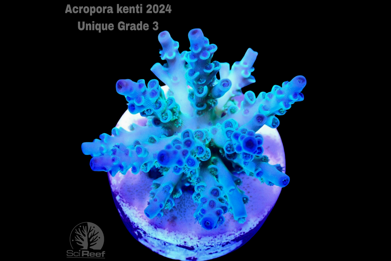 SciReef Acropora kenti Unique Grade 3 0300