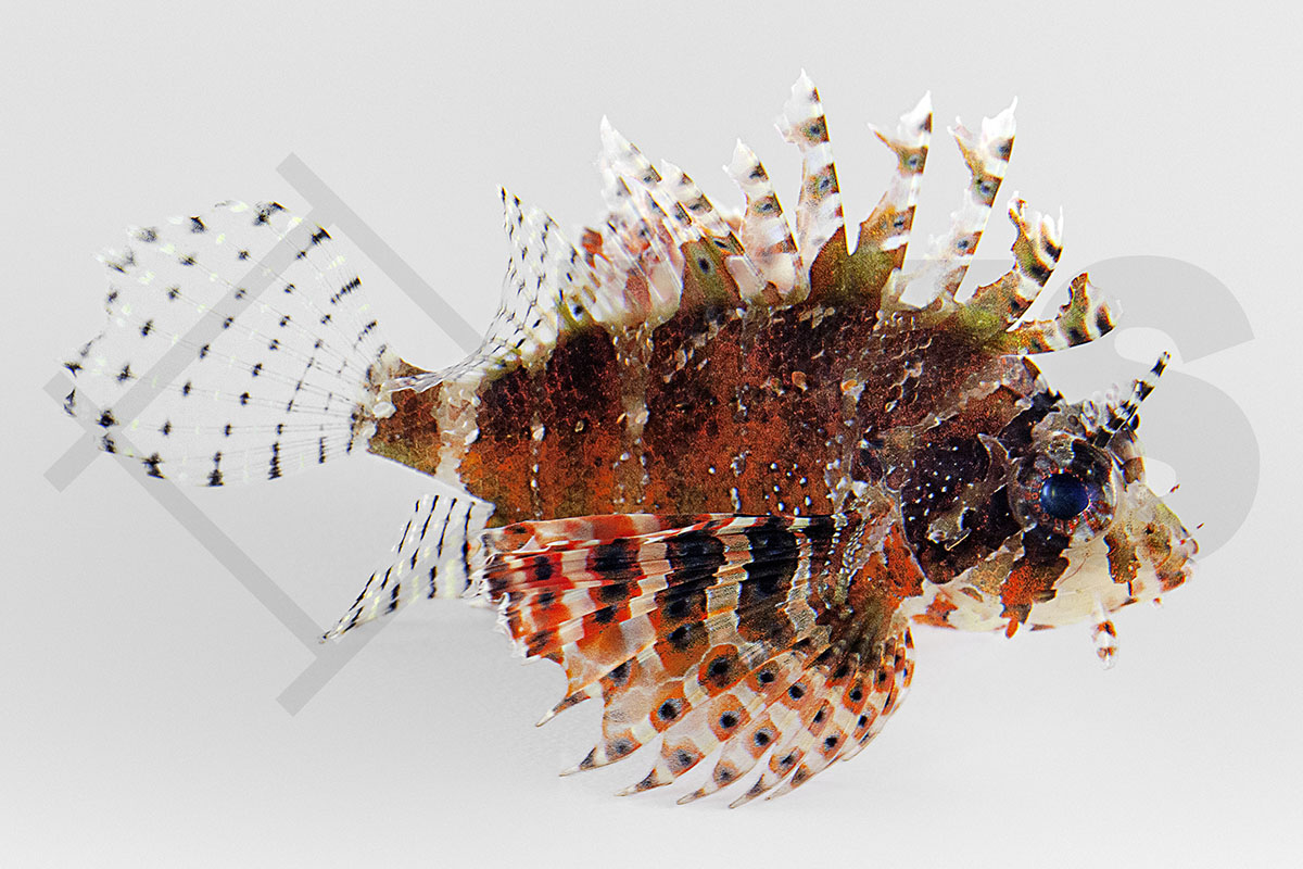 Dendrochirus brachypterus - Kurzflossen Zwergfeuerfisch