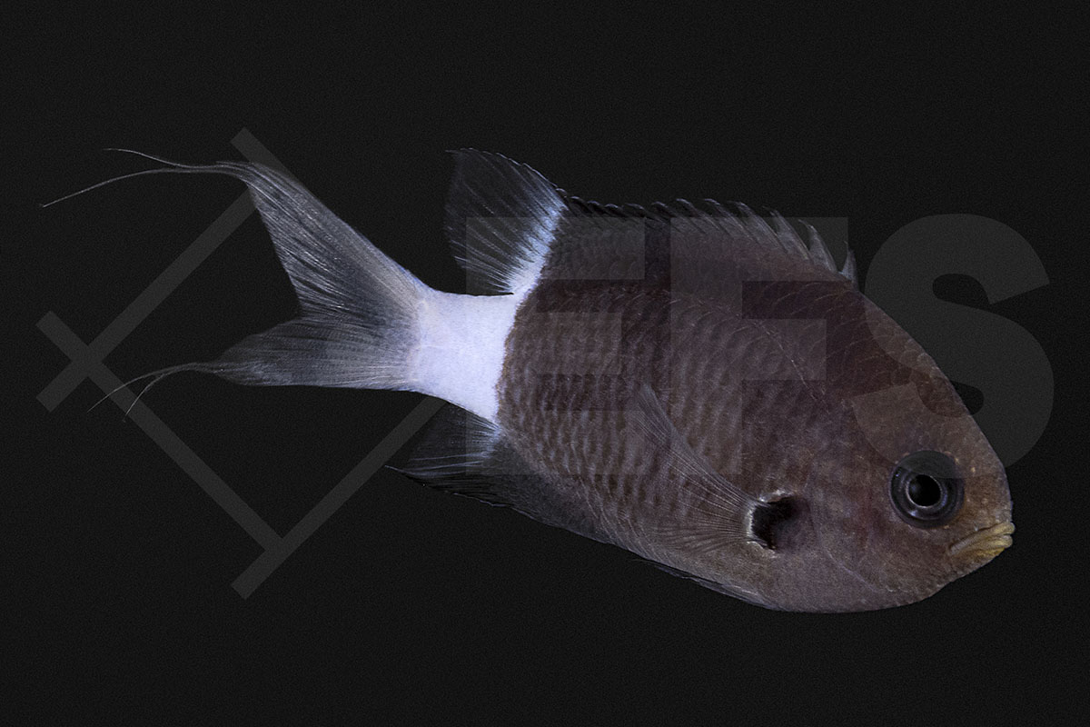 Pycnochromis margaritifer - Zweifarben-Riffbarsch