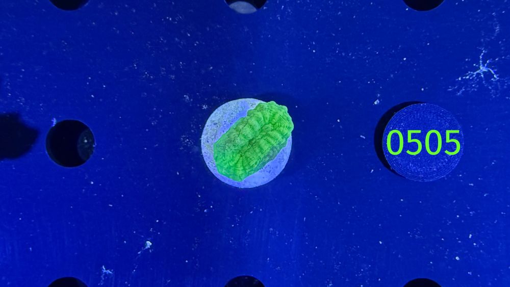 Caulastraea furcata - Trompetenkoralle neongrün PPNZ 0505