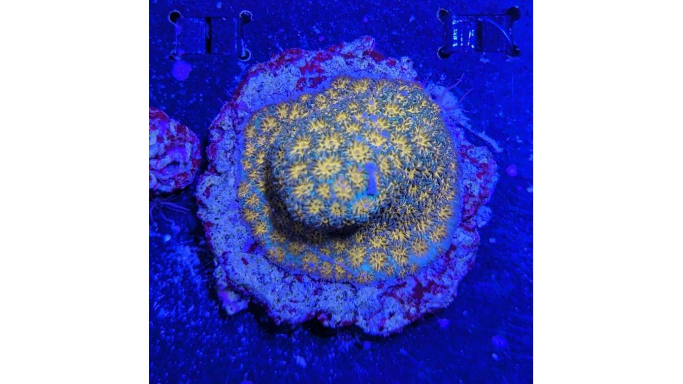 Leptastrea sp. - Großpolypige Steinkoralle John Deere Deutsche Nachzucht 0024