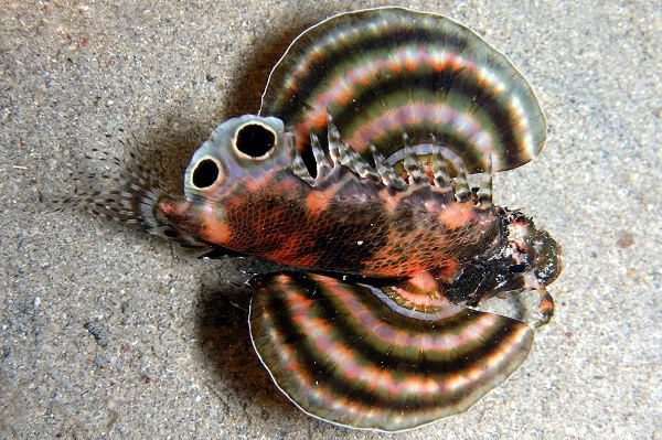 Dendrochirus biocellatus - Pfauenaugen Feuerfisch