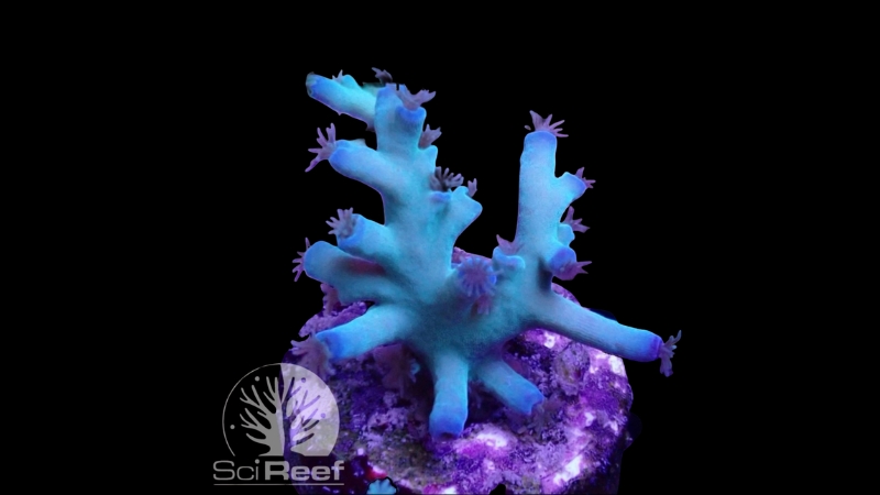 SciReef Acropora tenuis TWIN Grade 2 "ice fire" 0293