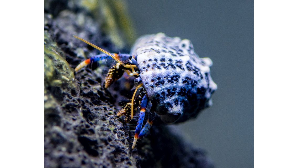 Clibanarius Tricolor - Blaubein Einsiedler