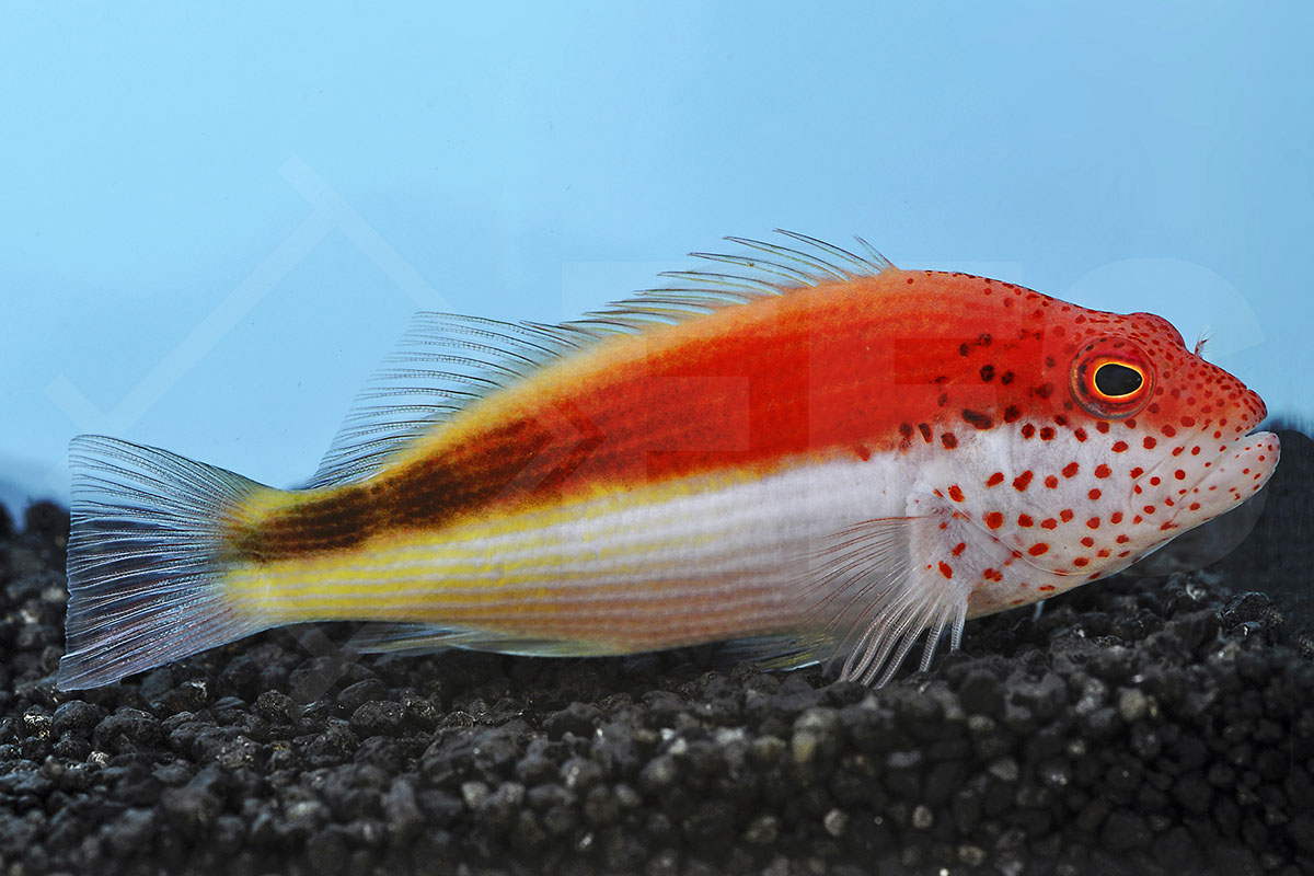 Paracirrhites forsteri - Forsters Korallenwächter