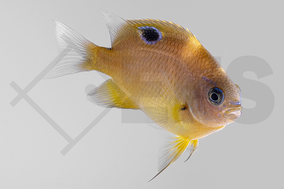 Neoglyphidodon bonang - Augenfleck-Riffbarsch