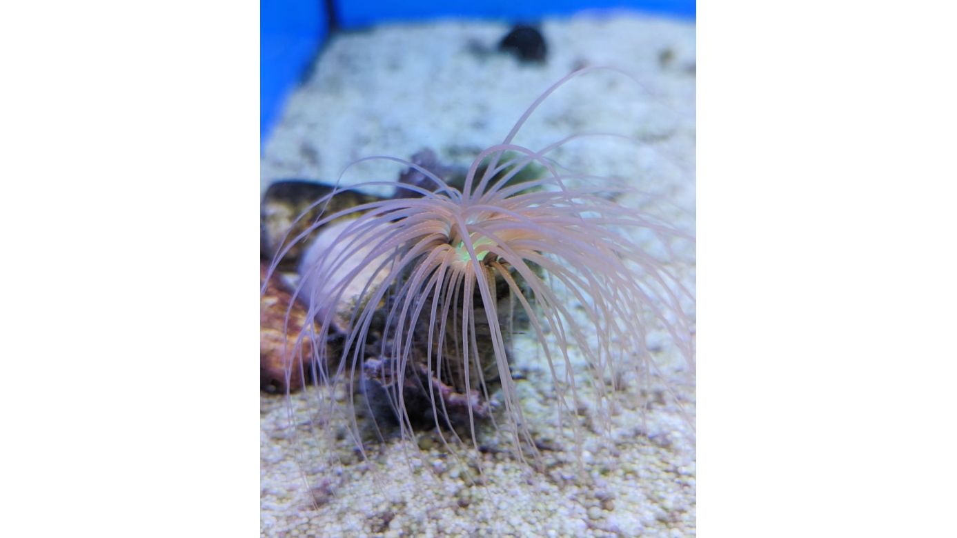 Pachycerianthus sp. - Zylinderrose Orange