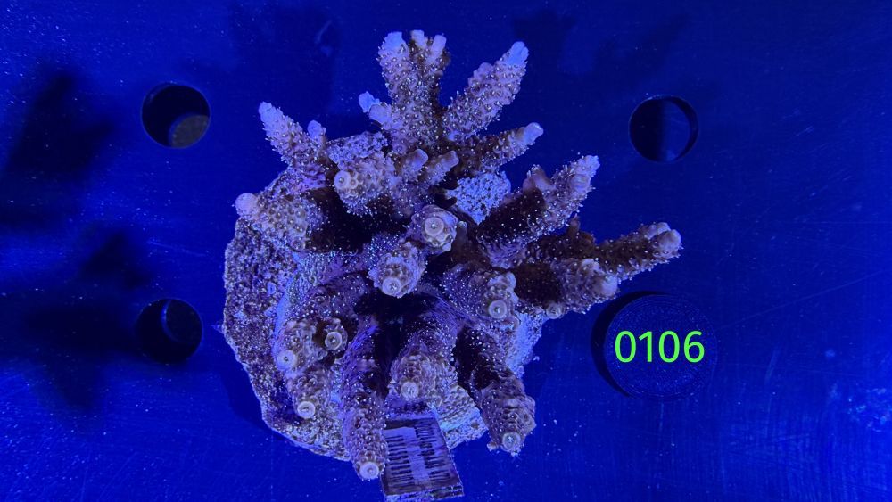 Acropora sp. WYSIWYG 0106