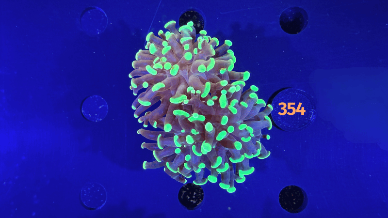 Euphyllia paraancora 2 Kopf "grün" PlanktonPlus Nachzucht 0354