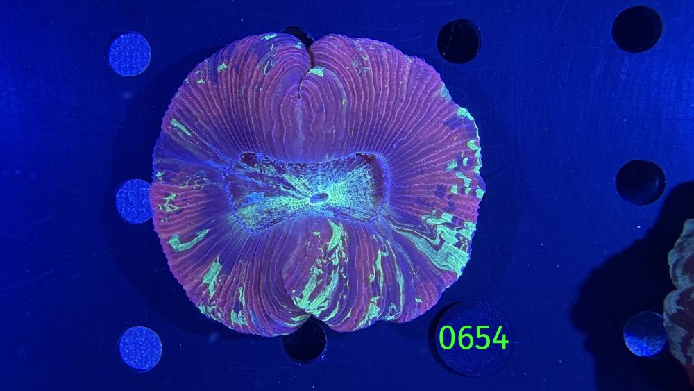 Trachyphyllia geoffroyi WYSIWYG 0654