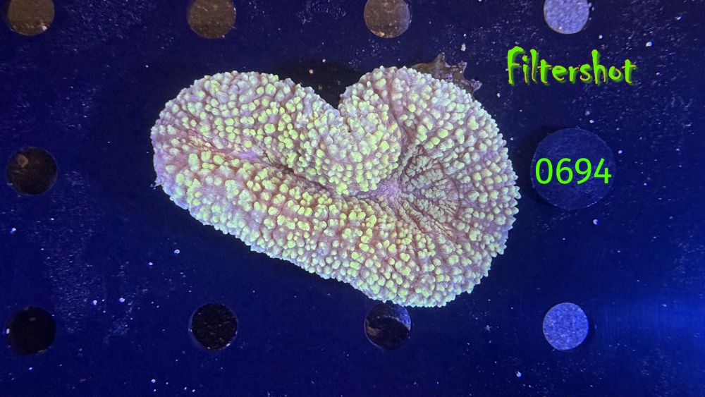 Lobophyllia sp. WYSIWYG 0694