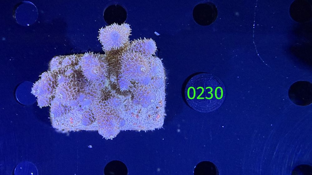 Acropora sp. WYSIWYG 0230