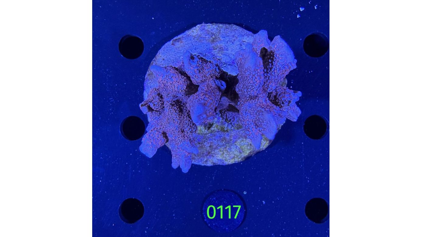 Montipora sp. WYSIWYG 0117