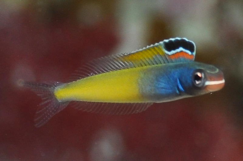 Plagiotremus townsendi - Townsends-Säbelzähner