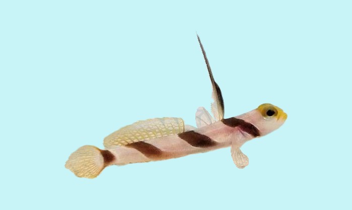 Stonogobiops nematodes - Lanzen-Symbiosegrundel