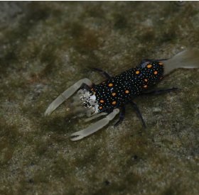 Gnathophyllum panamense - Gepunktete Harlekingarnele