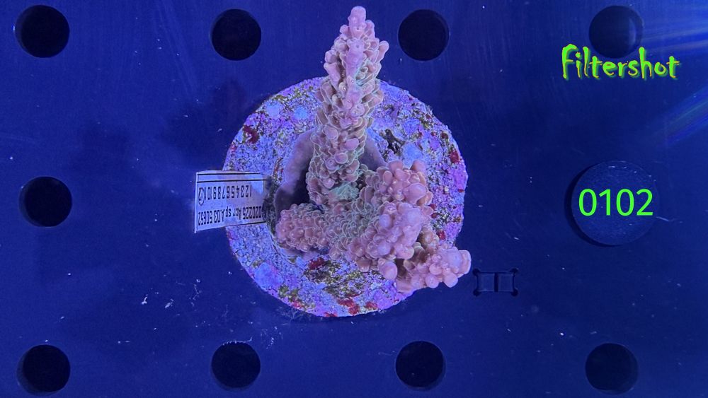 Acropora sp. WYSIWYG 0102