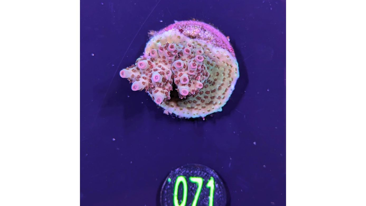 Acropora hyacinthus - Steinkoralle Red Planet Deutsche Nachzucht 0071