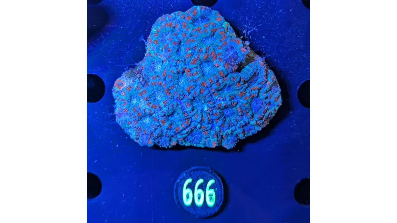 Acanthastrea lordhowensis WYSIWYG 0666