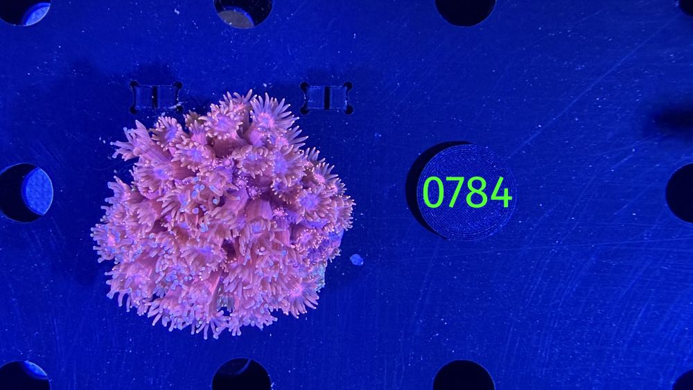 Goniopora sp. WYSIWYG 0784
