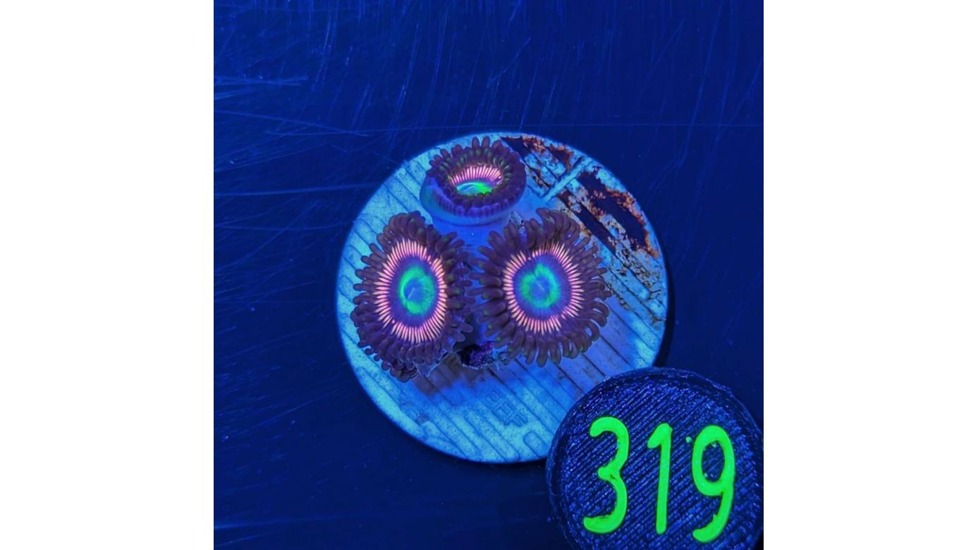 Zoanthus sp. - Krustenanemone Lord of the Ring PlanktonPlus Nachzucht 0319