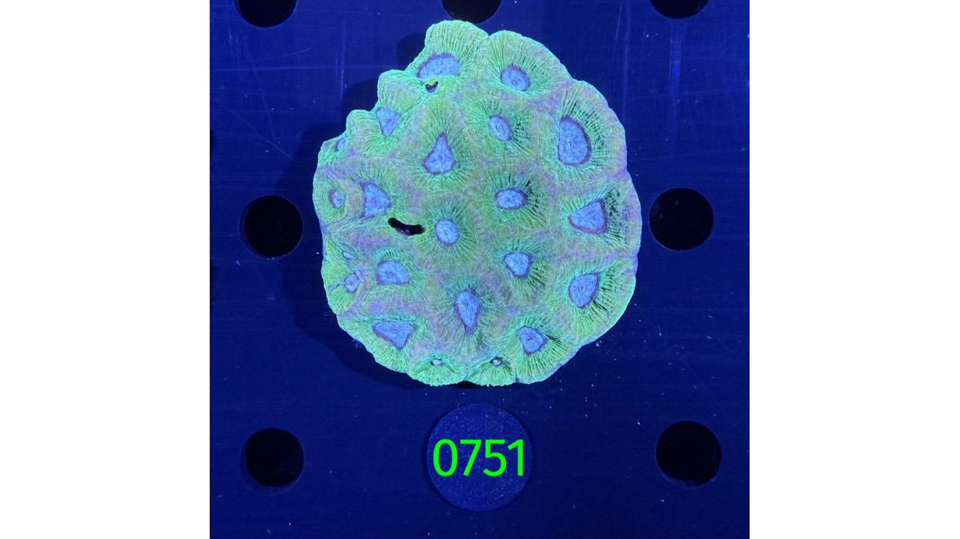 Goniastrea sp. WYSIWYG 0751