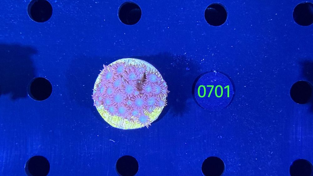 Goniopora sp. WYSIWYG 0701