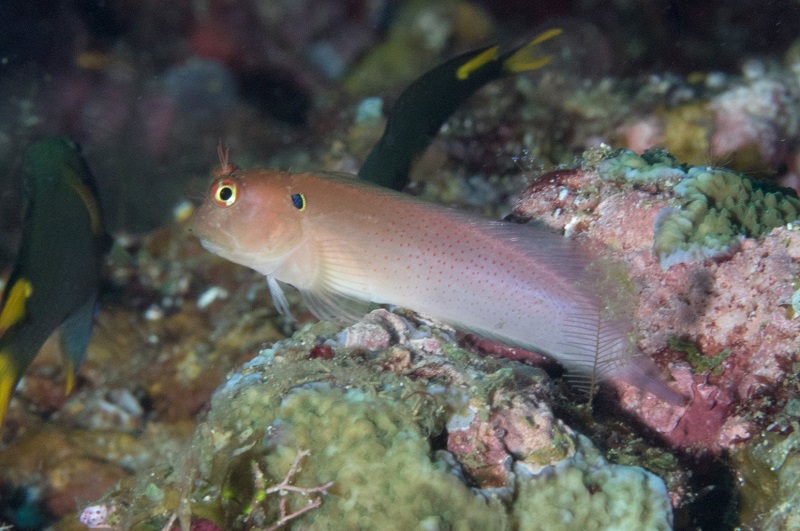 Cirripectes auritus - Kammzahnschleimfisch