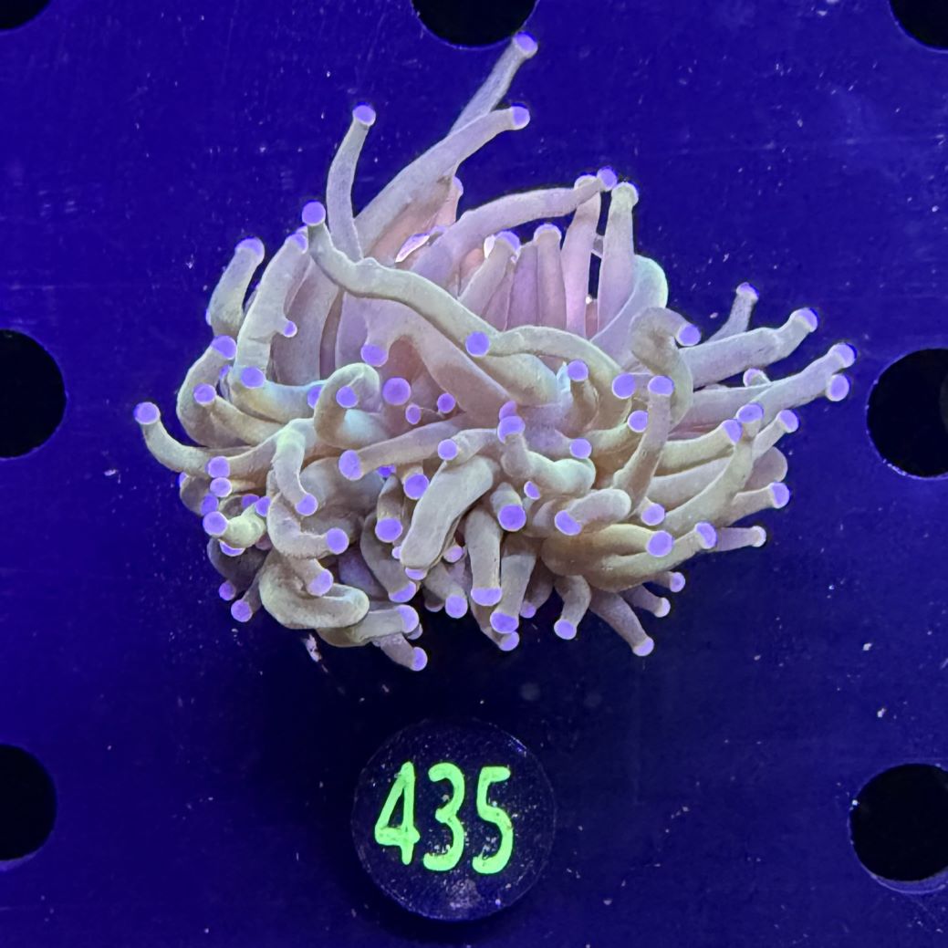 Euphyllia glabrescens - Fackelkoralle Torch 2 Köpfe 0435