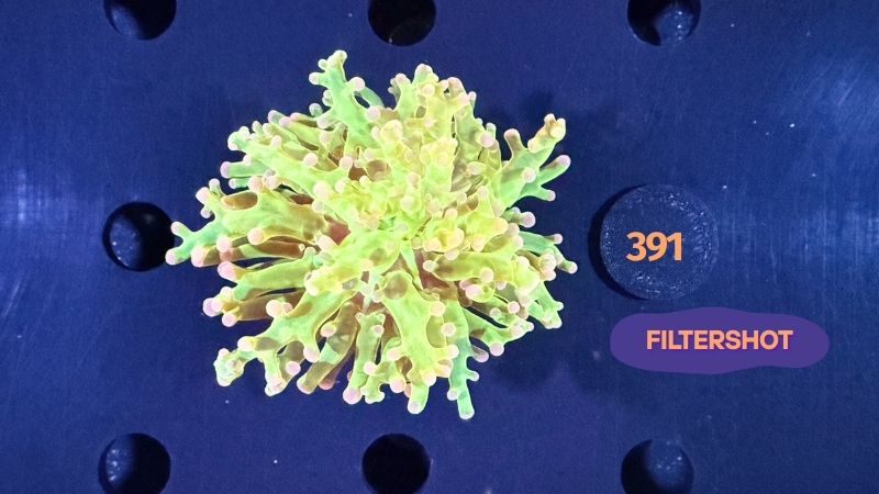 Euphyllia paradivisa - Froschlaichkoralle bicolor 0391