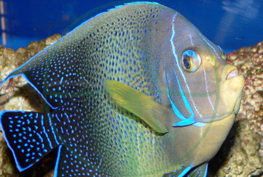 Pomacanthus semicirculatus - Koran Kaiserfisch
