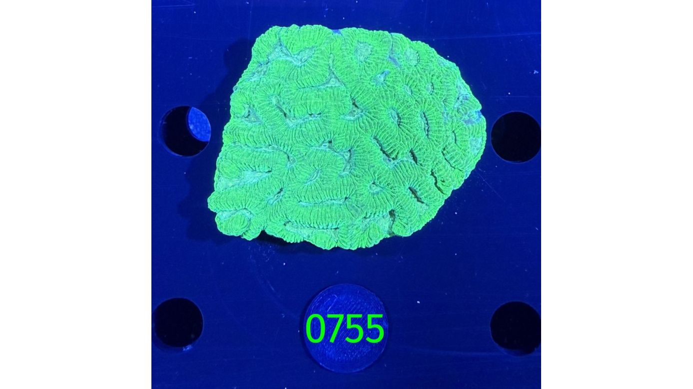 Favites sp. WYSIWYG 0755