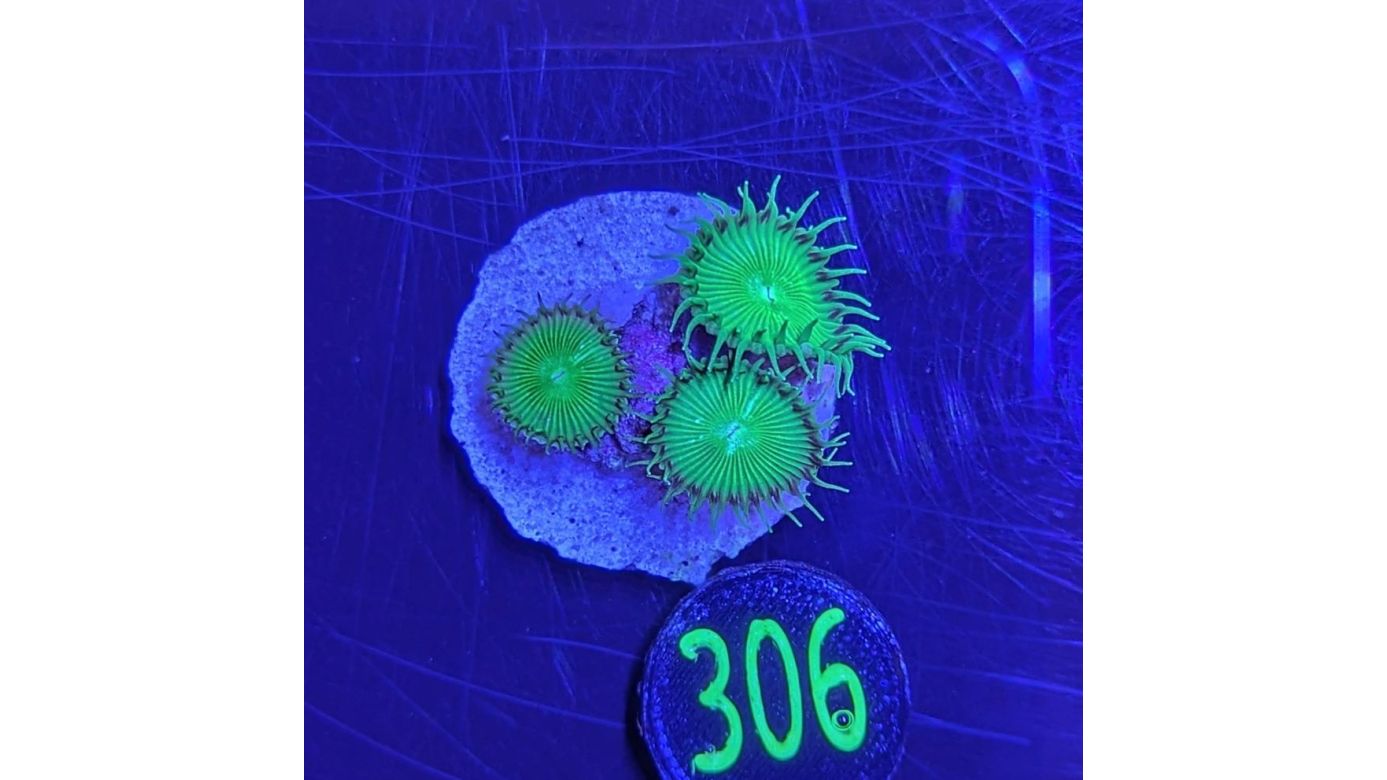 Palythoa sp. - Krustenanemone "Uranium Death" PlanktonPlus Nachzucht 0310