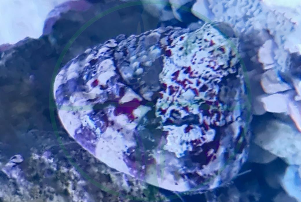 Trochus histrio - Turbo Schnecke / Algenfresser