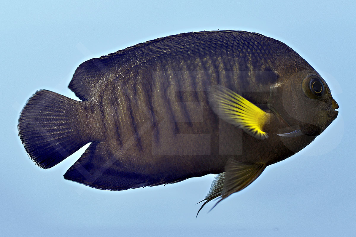 Centropyge flavipectoralis - Mondstrahl Zwergkaiserfisch