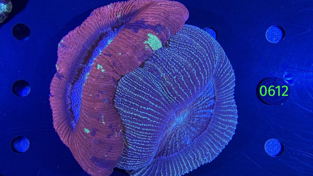 Trachyphyllia geoffroyi WYSIWYG 0612