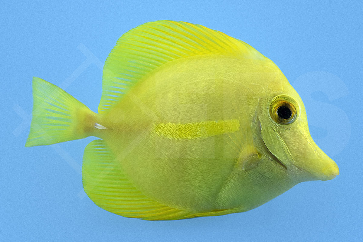 Zebrasoma flavescens - Gelber Hawaii Doktorfisch NACHZUCHT