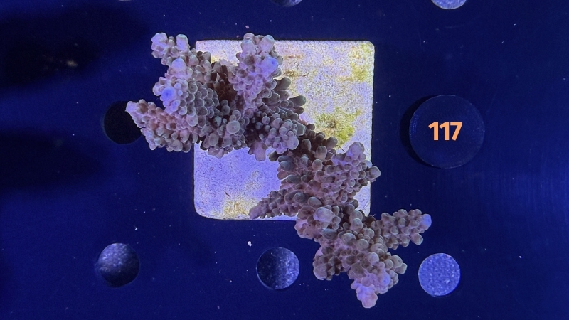 Acropora sp. WYSIWYG 0117