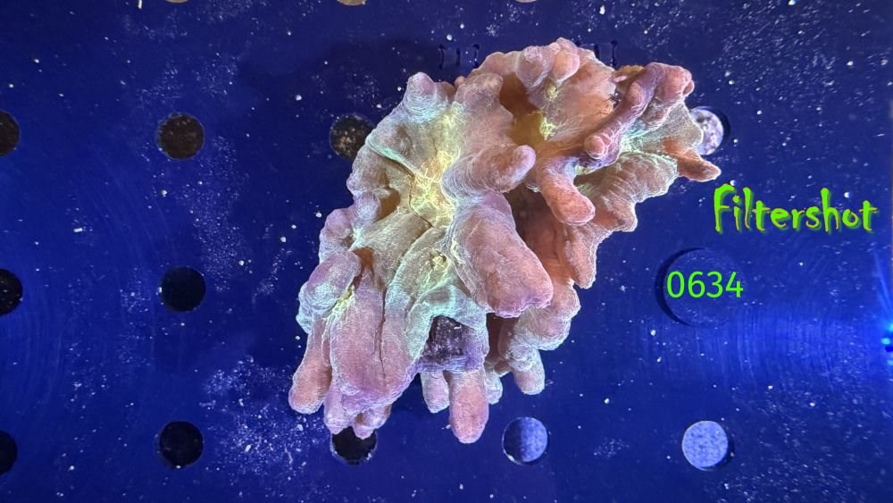 Pectinia sp. WYSIWYG 0634