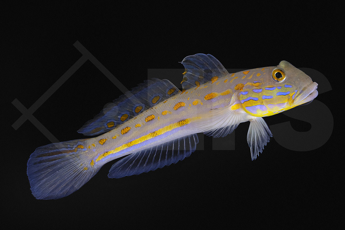 Valenciennea puellaris - Maiden Schläfergrundel