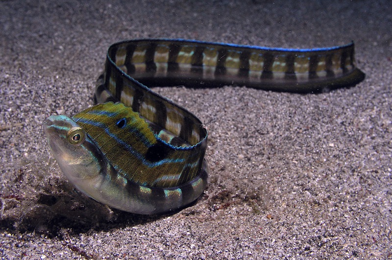 Xiphasia setifer - Schleimfisch