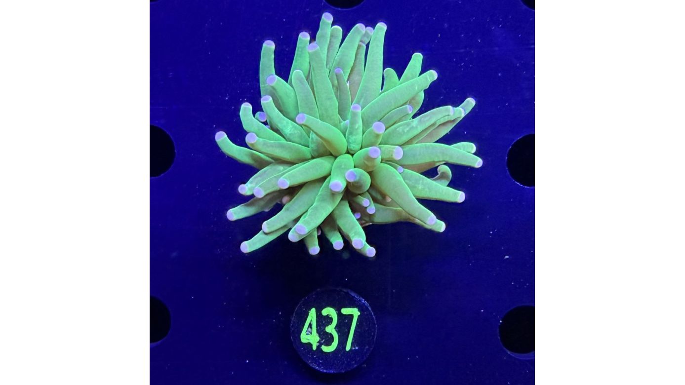Euphyllia glabrescens - Fackelkoralle Torch "She Hulk" 0437