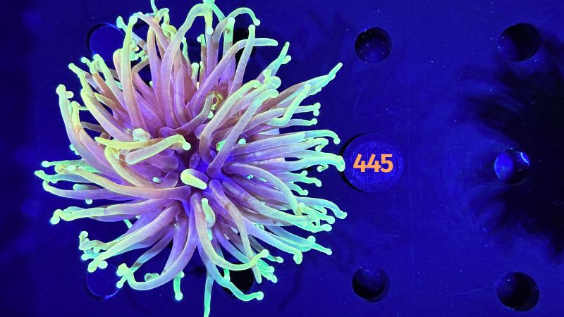 Euphyllia glabrescens - Fackelkoralle Torch 0445