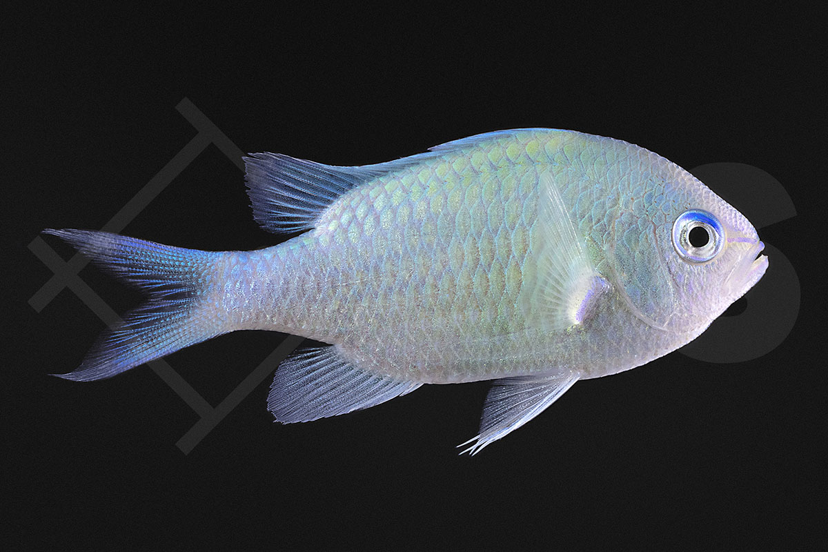 Chromis viridis - Grünes Schwalbenschwänzchen