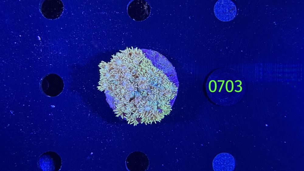 Goniopora sp. WYSIWYG 0703