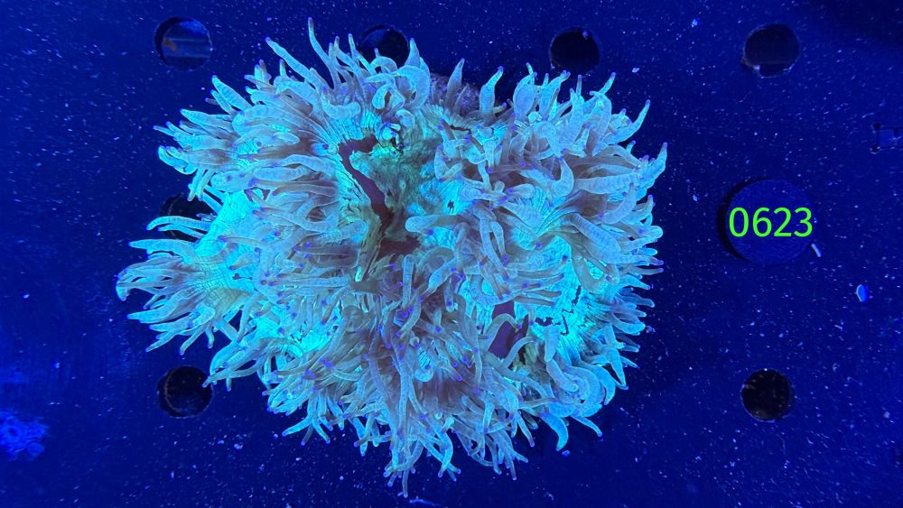 Catalaphyllia jardinei WYSIWYG 0623