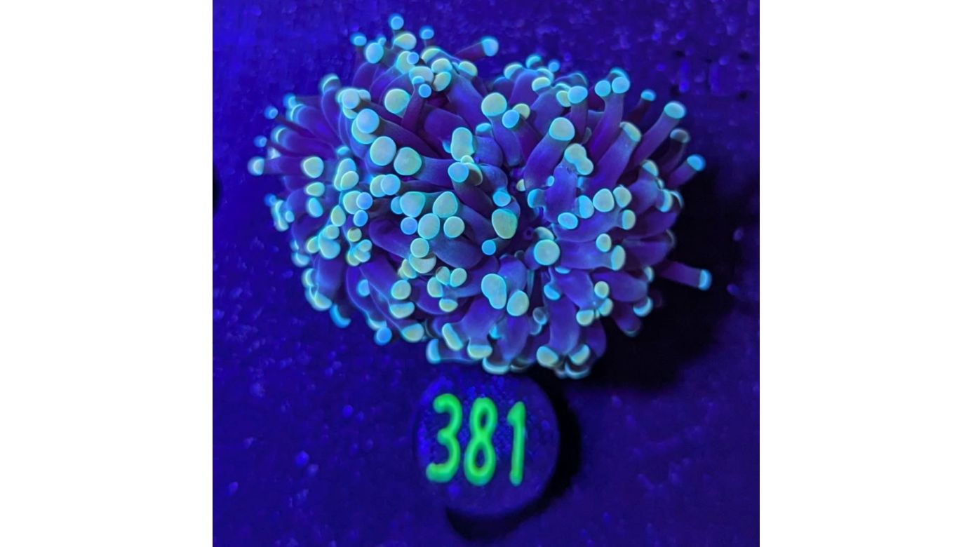 Euphyllia paraancora 2 Kopf "gold/grün"  - Deutsche Nachzucht 0381